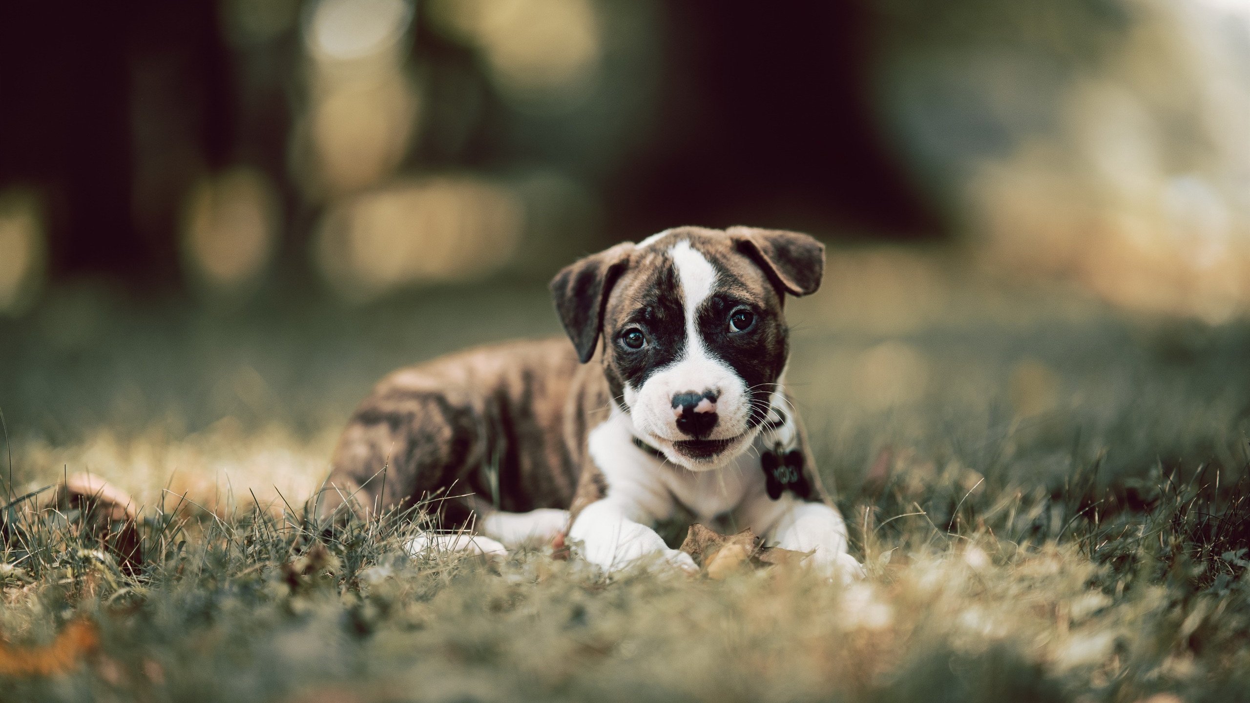 门迪神勇封堵力挽狂澜,马德里竞技友谊赛险胜塞内加尔