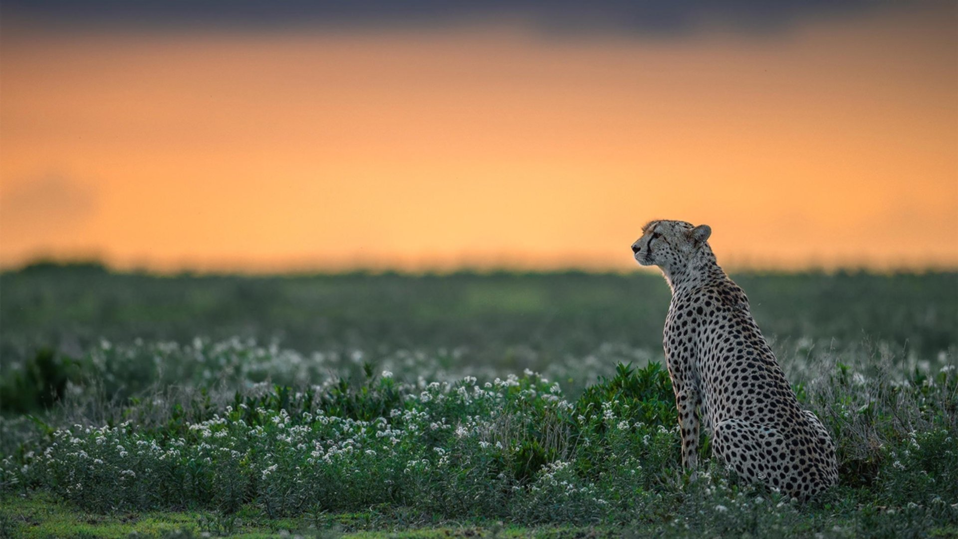 阿尔卡拉斯关键制胜,ATP总决赛绝杀联合杯的传奇时刻