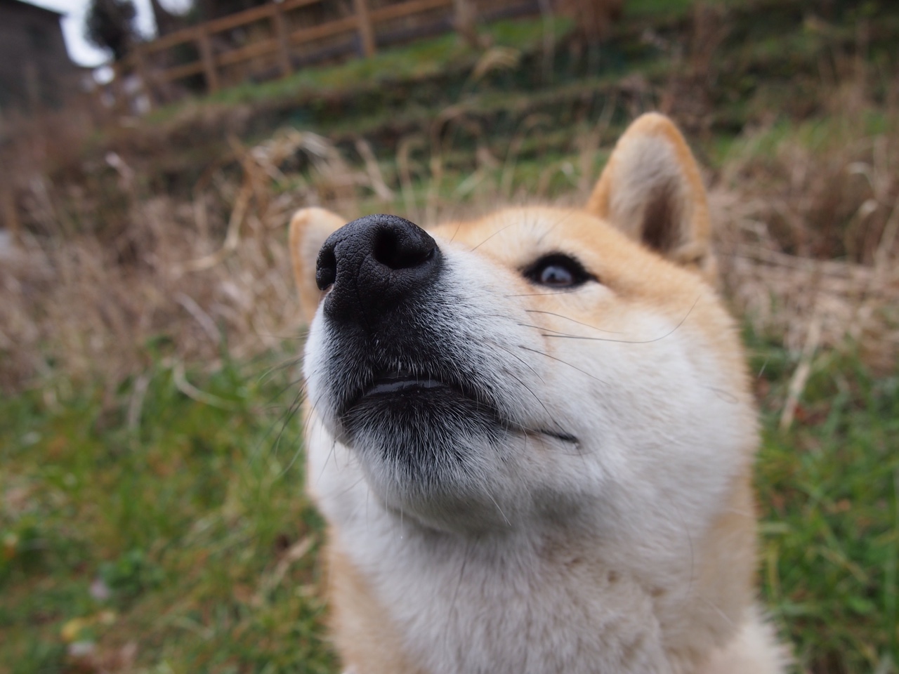 39岁传奇单骑救主！波尔高光闪耀，德国队惊险绝杀卫冕冠军