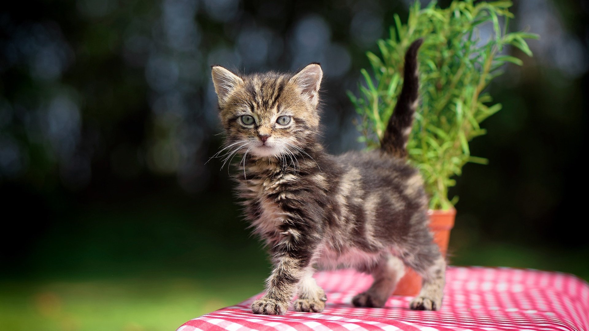 他如何一人切开整个美国队，手术刀德布劳内与绿茵场上的孤独革命