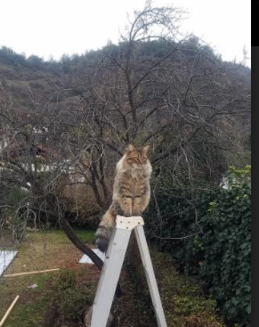 冷月照山河，克莱·汤普森的无声狙击