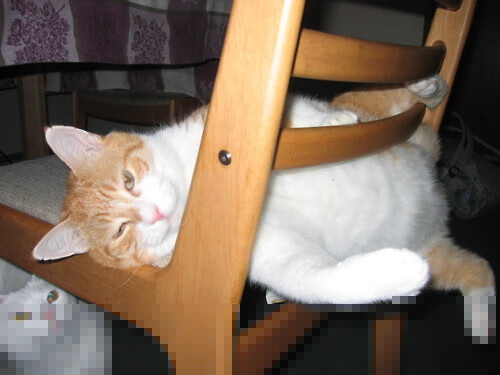 绞肉机与教科书,奥地利掀翻比利时背后的防守艺术