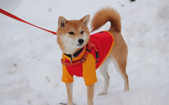 绿茵双面叙事，巨星闪耀与生存之战的平行交响