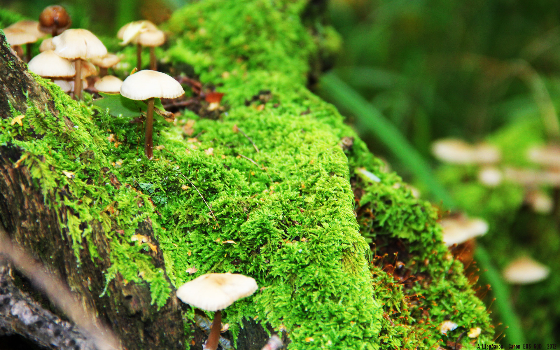 冰火双生，从密尔沃基的末节统治到伦敦的关键接管—论竞技体育唯一性的胜利