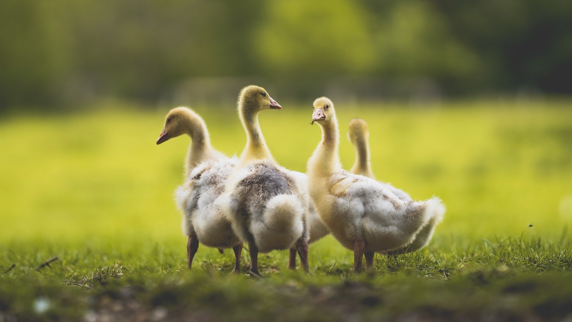 凌晨三点的救赎，莫兰特与2026世界杯之夜