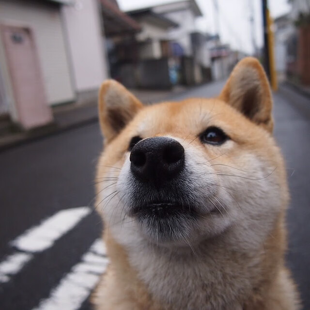 绿与蓝的交响，当尼日利亚铁骑遇上乌克兰防线，蓝黑心跳在欧冠赛场奏鸣