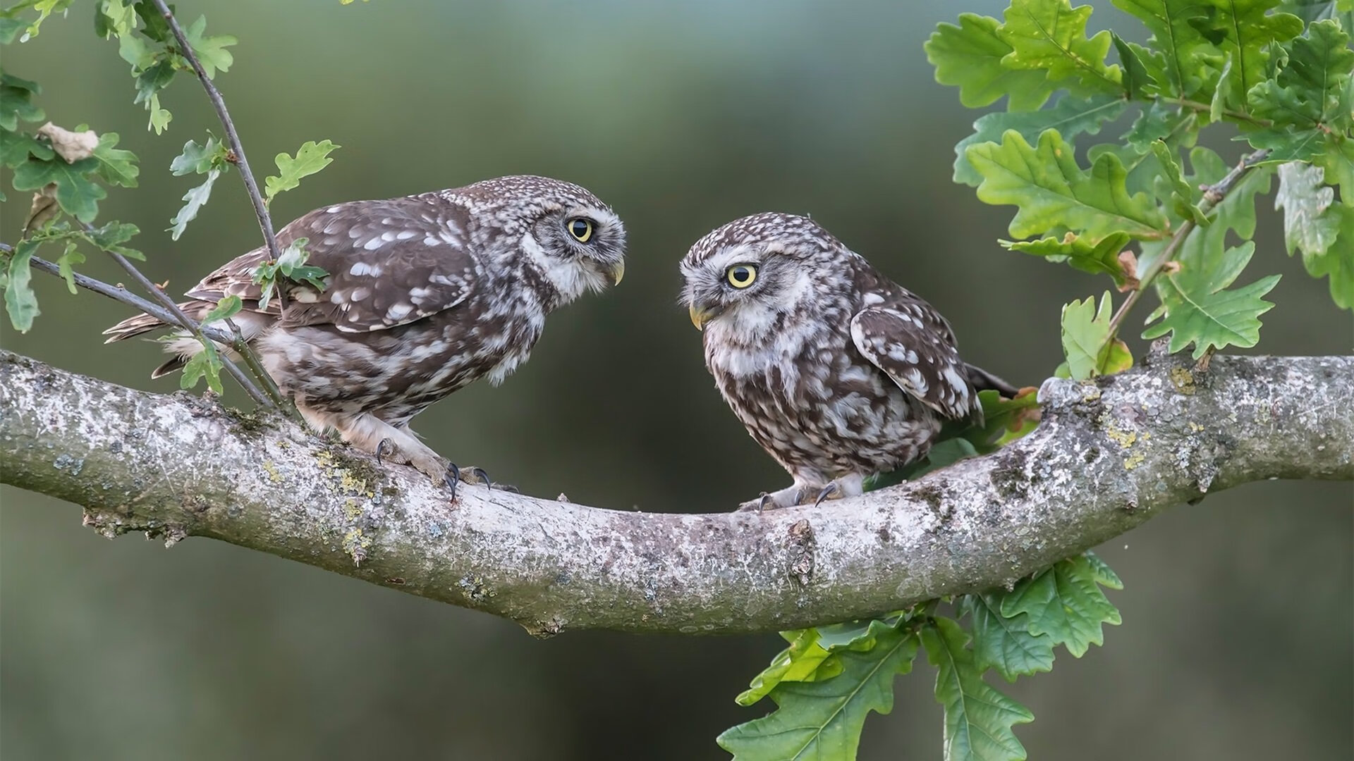胜负手的双面硬币，欧文的手术刀与掘金的精密齿轮