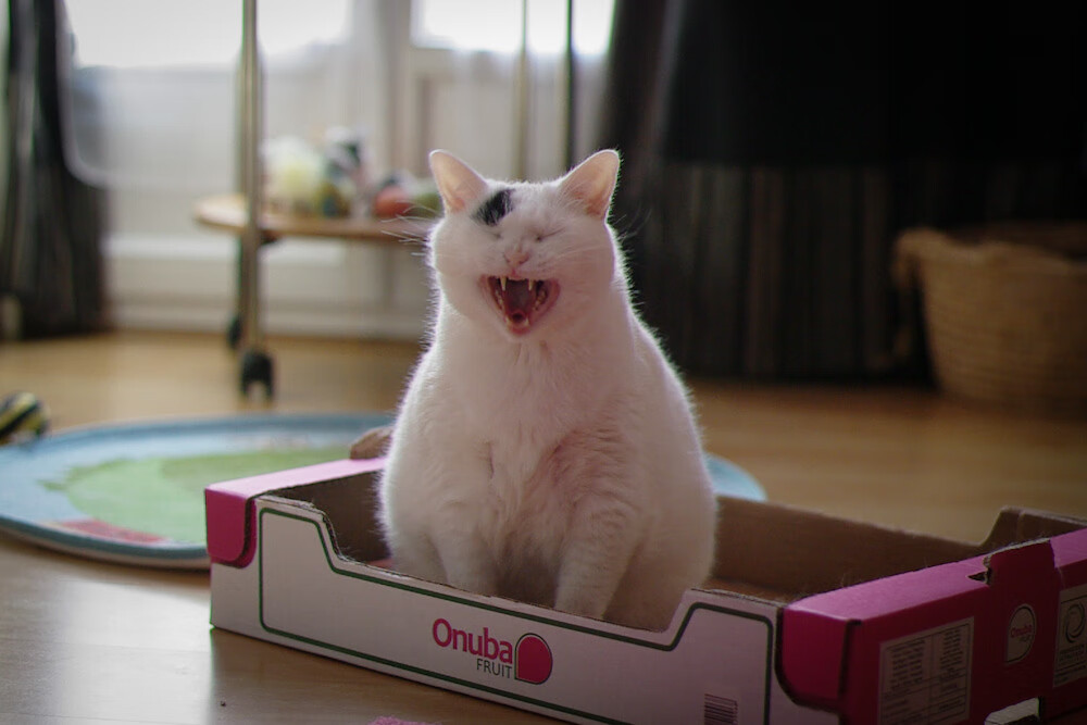 铁幕与尖刀，德里赫特的钢铁脊梁，贝蒂斯决胜局征服绿洲雄狮