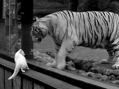 孤星为昼，当整个星空暗淡，唯有米切尔撕破欧冠之夜