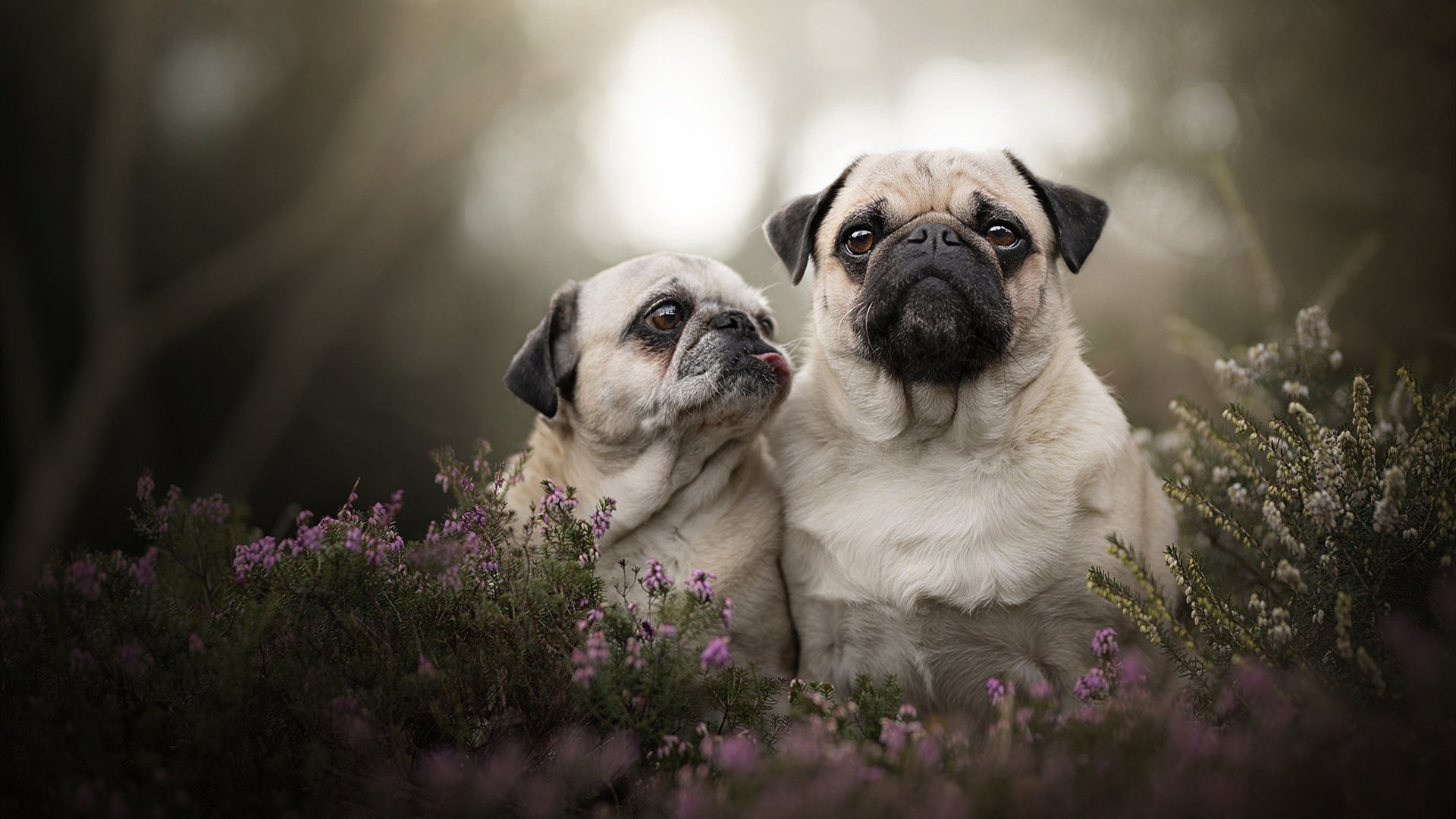 佛罗伦萨绿茵战场，牙买加闪电与文艺复兴的绝杀
