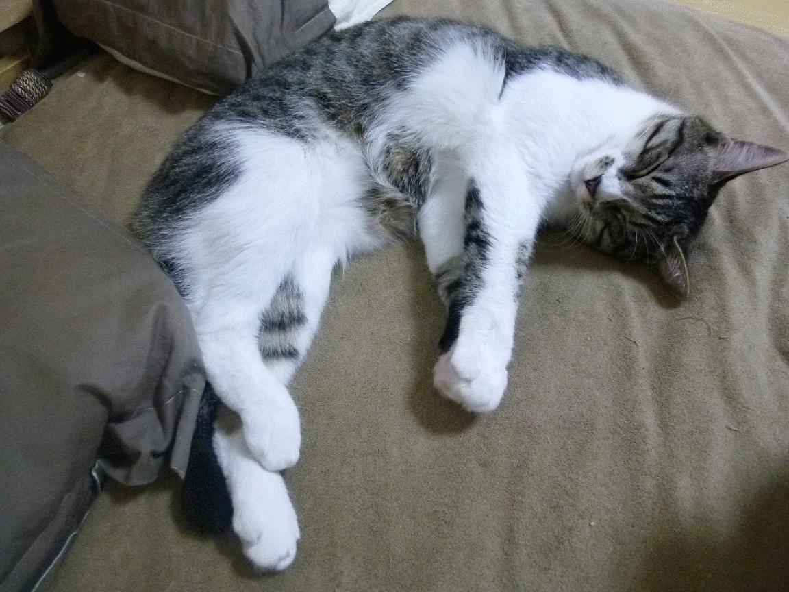 双线高能，当英超的惊心一夜遇上塔图姆的冠军基因