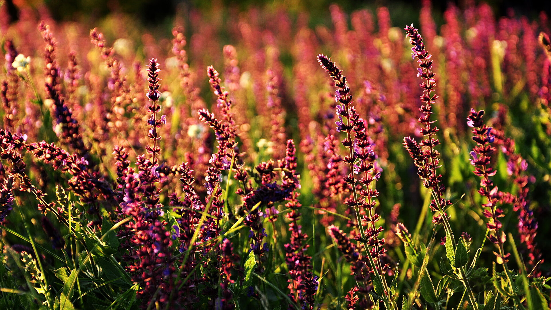 逆袭之夜，福克斯扮演关键先生，猛龙神奇翻盘吉林队