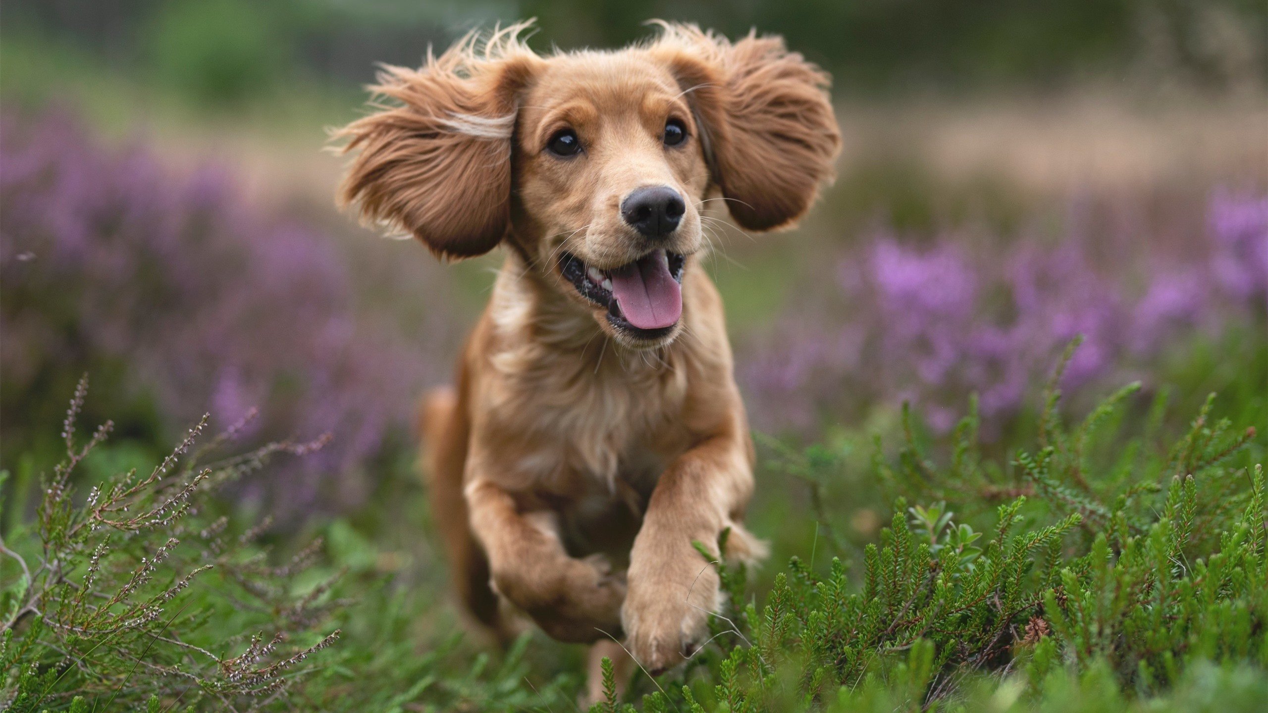 铁闸变利刃！范戴克最后10秒轰碎塞内加尔防线，拜仁压哨绝杀引爆安联