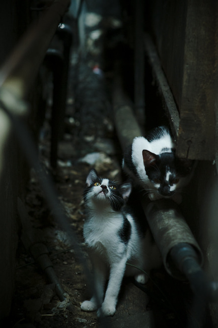 铁壁残阳，当塞内加尔遭遇塞维利亚，一个非典型球星的绝境爆发