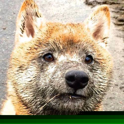 地中海月光与贝蒂斯绿，苏亚雷斯在黄昏时刻接管战争