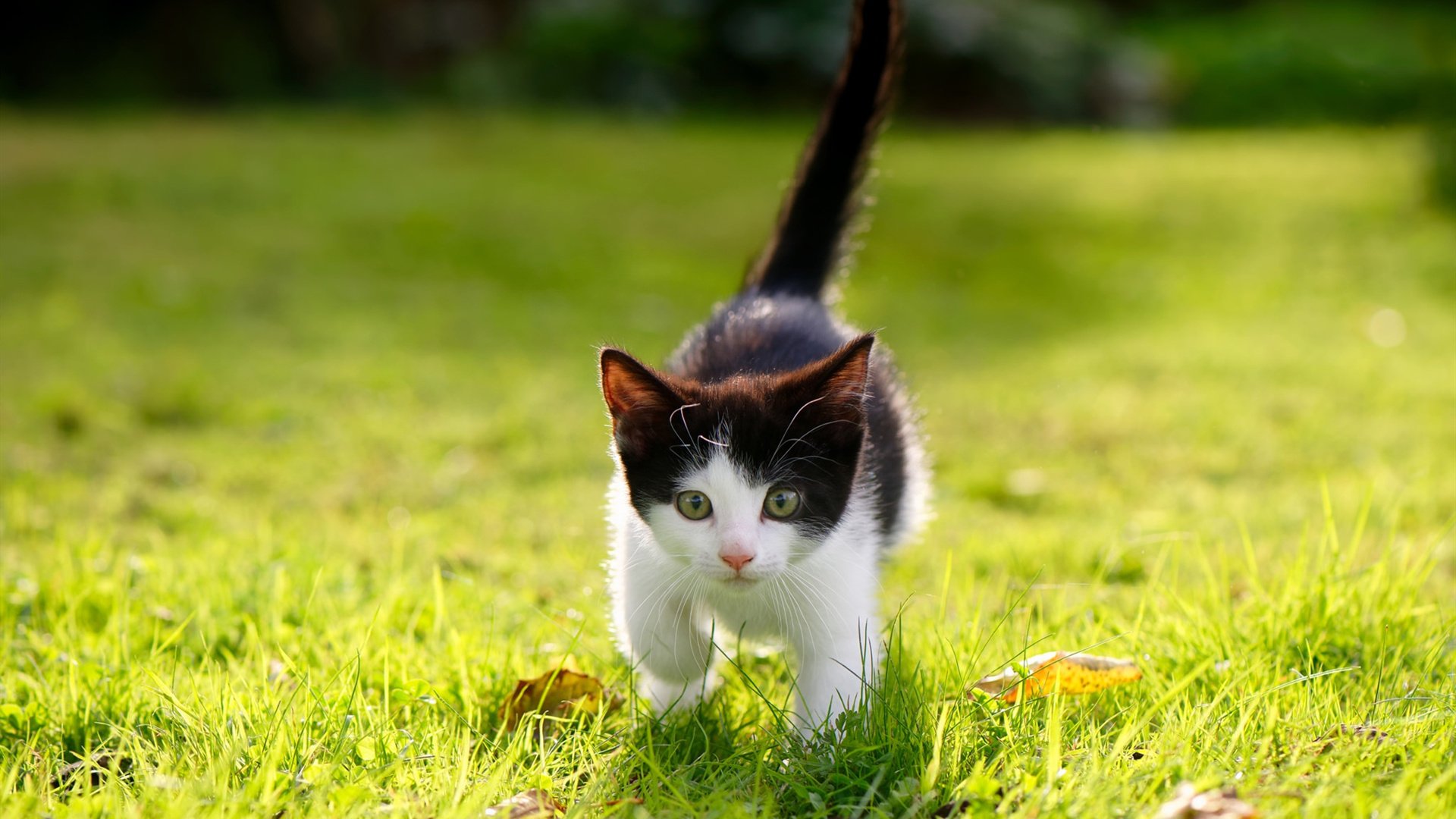 教科书般的绿茵诗篇—阿圭罗的欧冠半决赛传奇之夜