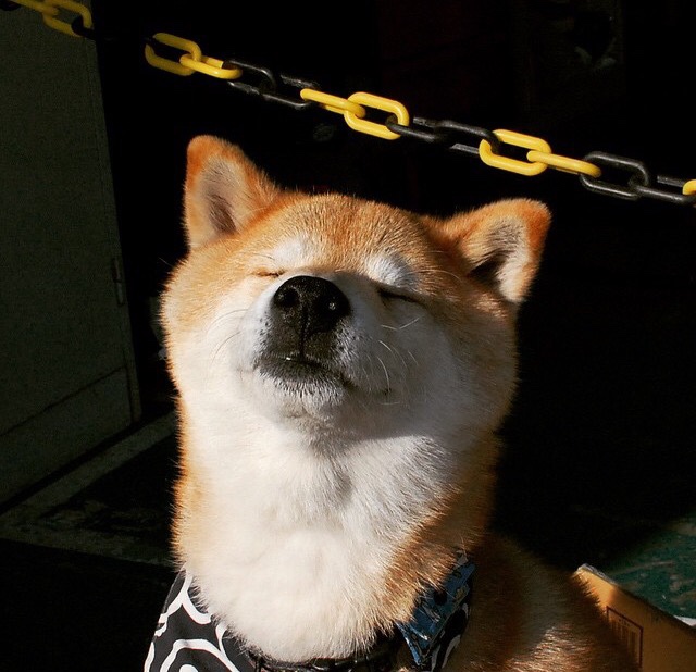 三角的焦点，委内瑞拉对阵卡塔尔一役，富安健洋如何成为沉默的支点？