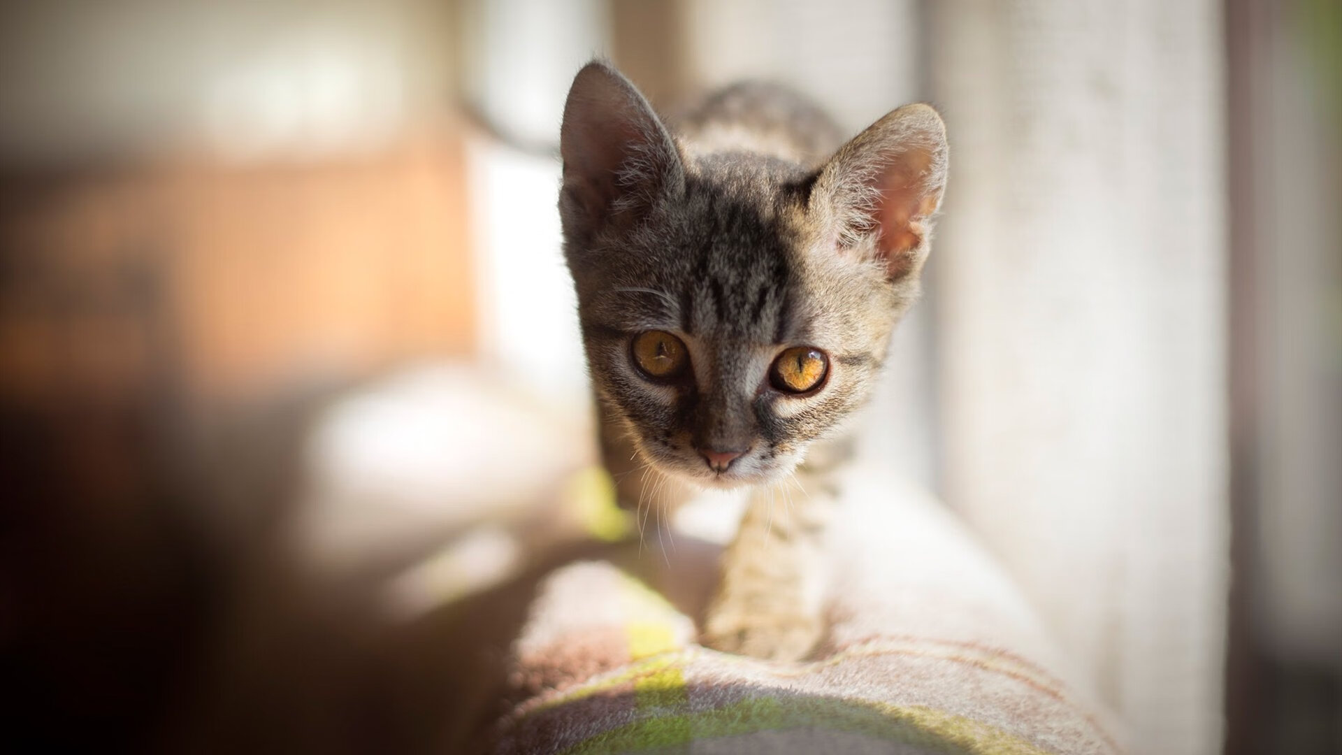 F1年度争冠焦点战，荷兰风暴席卷赛道，曼联式对手溃不成军