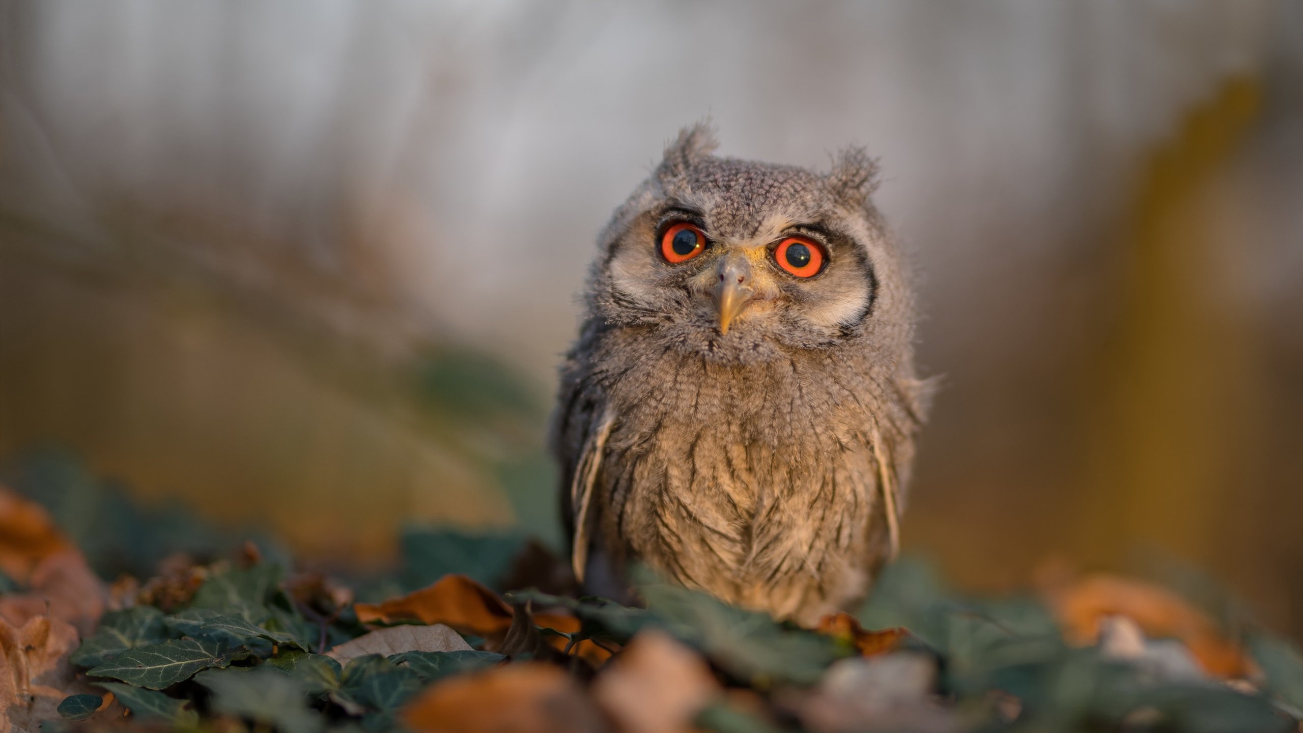 绿色炼狱中的黑色闪电，马克西如何点燃凯尔特人与雄鹿的战争